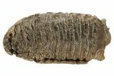 Fossil Woolly Mammoth Molar - Nice Roots #235038-4